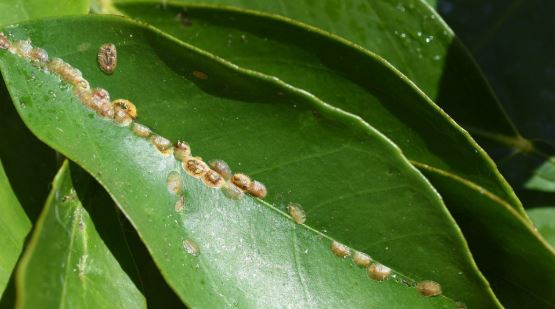 insecticid plante ornamentale